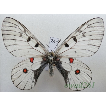 Parnassius bremeri subsp. hakutozana Matsumura, 1927 North Korea24c